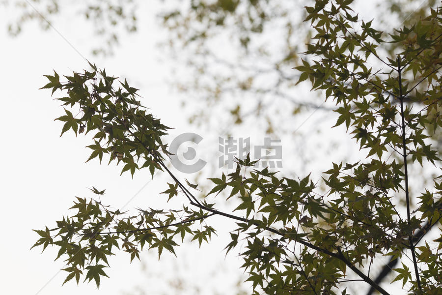 中国风的红枫树叶图片素材免费下载