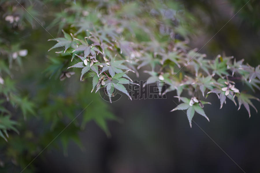 中国风的红枫树叶图片素材免费下载