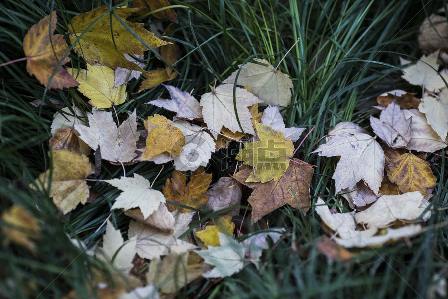 深秋公园里的落叶图片素材免费下载