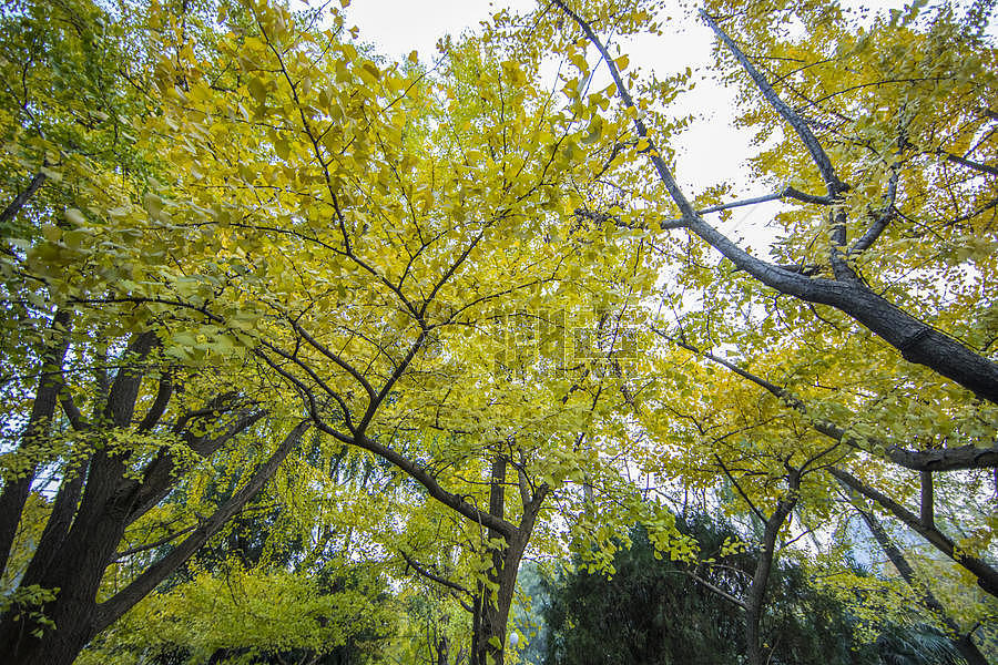 深秋初冬的银杏树图片素材免费下载