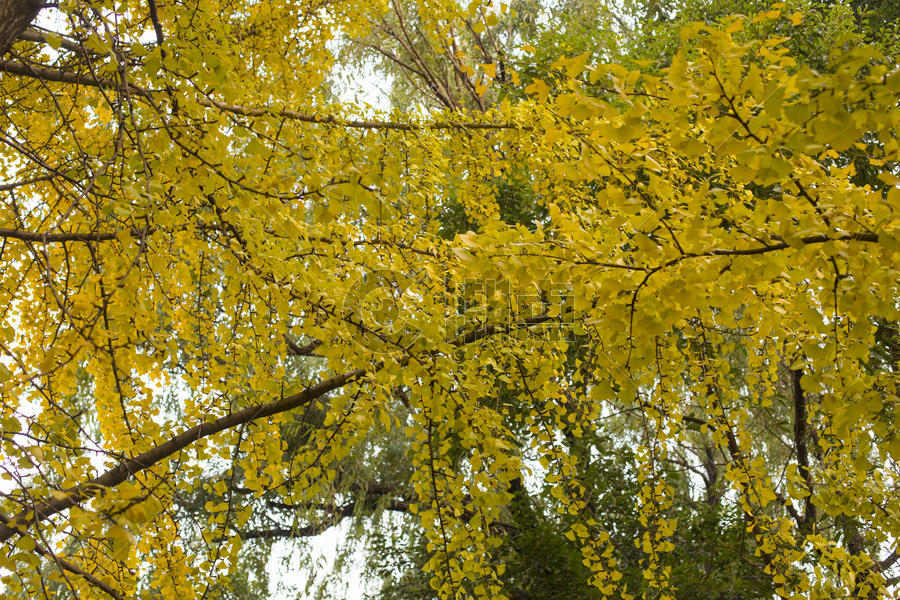 深秋初冬的银杏树图片素材免费下载