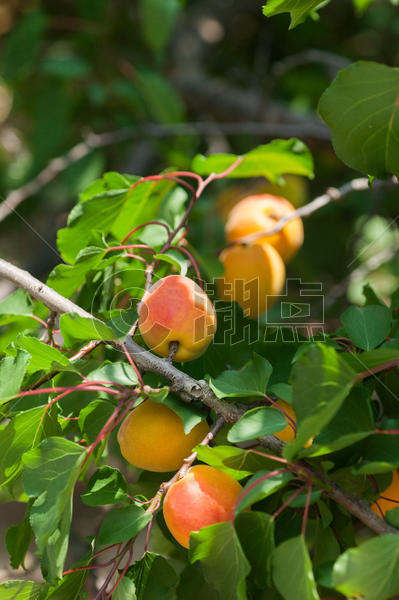 杏树上结满了香甜的杏子图片素材免费下载