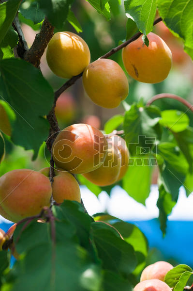 杏树上结满了熟的杏子图片素材免费下载