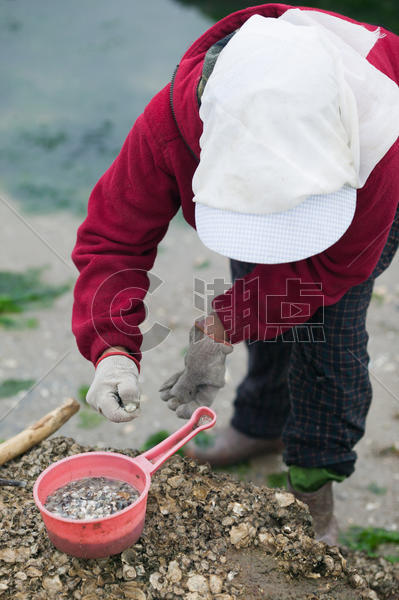 渔民在海边挖掘贝壳图片素材免费下载