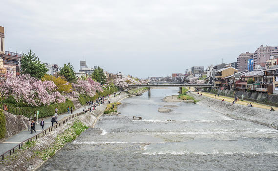 日本东京樱花季图片素材免费下载
