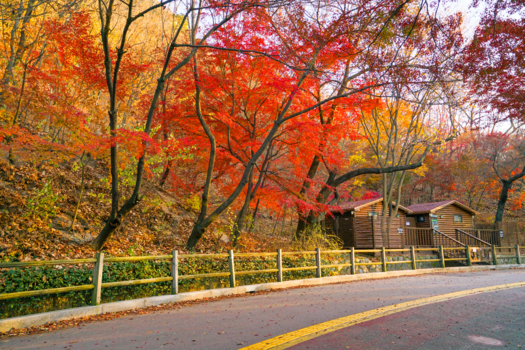 韩国首尔秋天的枫叶公园和公路图片素材免费下载