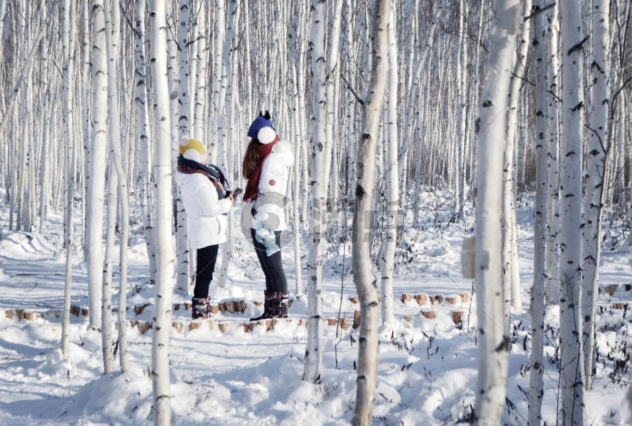 寒冷冬季的黑龙江白桦林图片素材免费下载