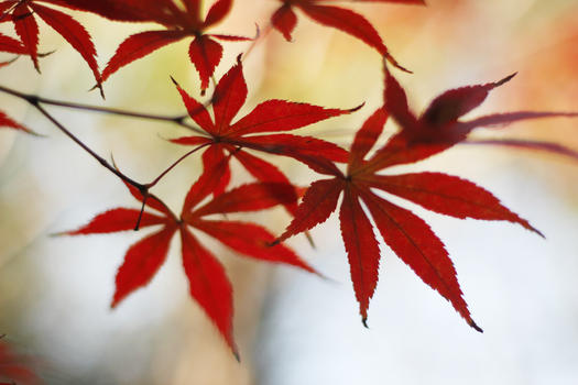 秋日红枫树叶图片素材免费下载