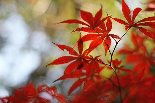 上海红枫树叶图片素材免费下载