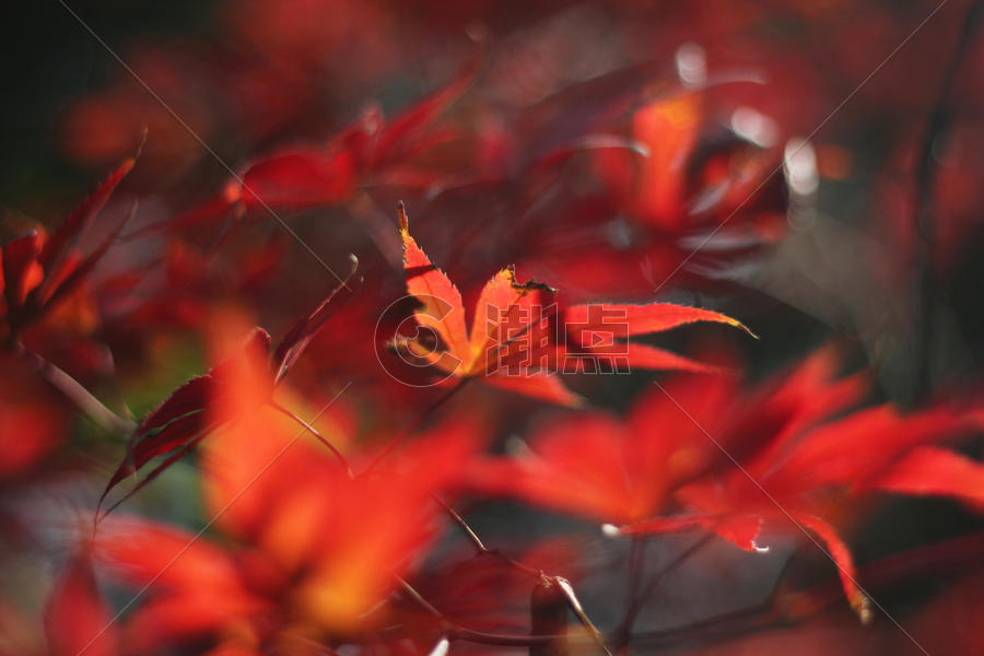 冬季红枫树叶图片素材免费下载