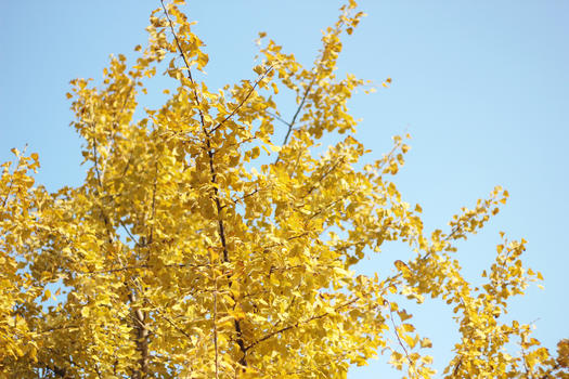 金色银杏树叶图片素材免费下载