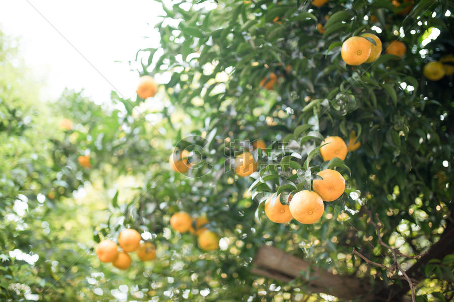 硕果累累的橘子树图片素材免费下载