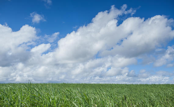 蓝天白云下的甘蔗地图片素材免费下载