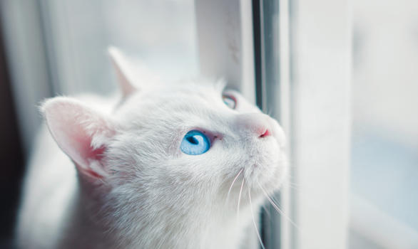 窗边的白猫图片素材免费下载