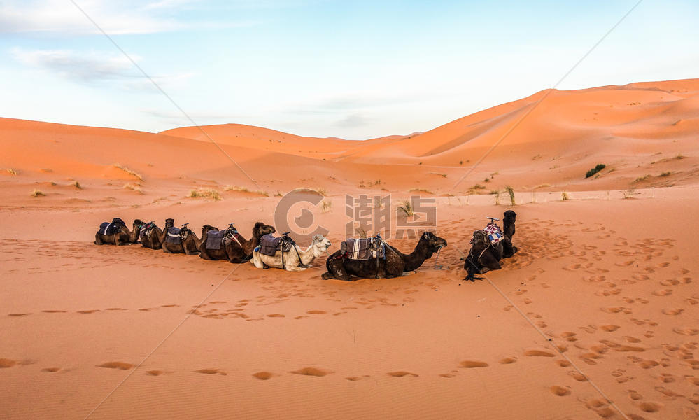 撒哈拉沙漠骆驼图片素材免费下载