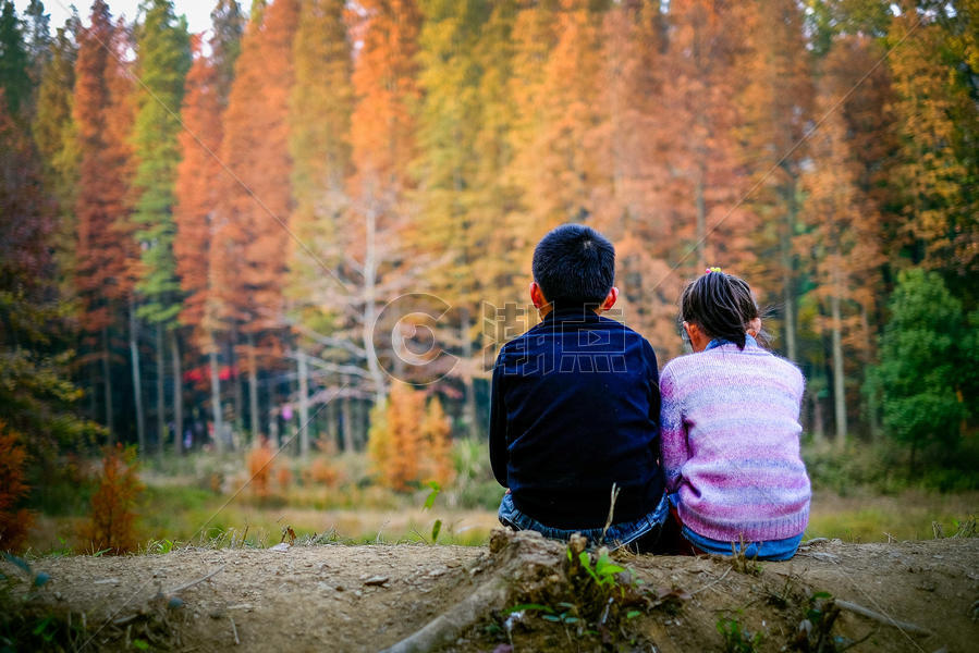 深秋美丽灿烂的杉树下的孩子图片素材免费下载