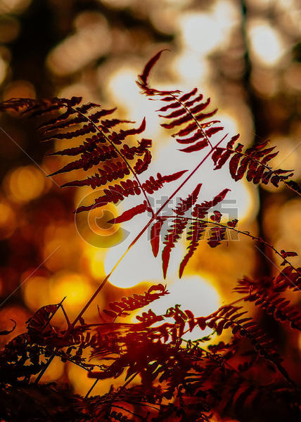 温暖夕阳下的蕨类植物图片素材免费下载