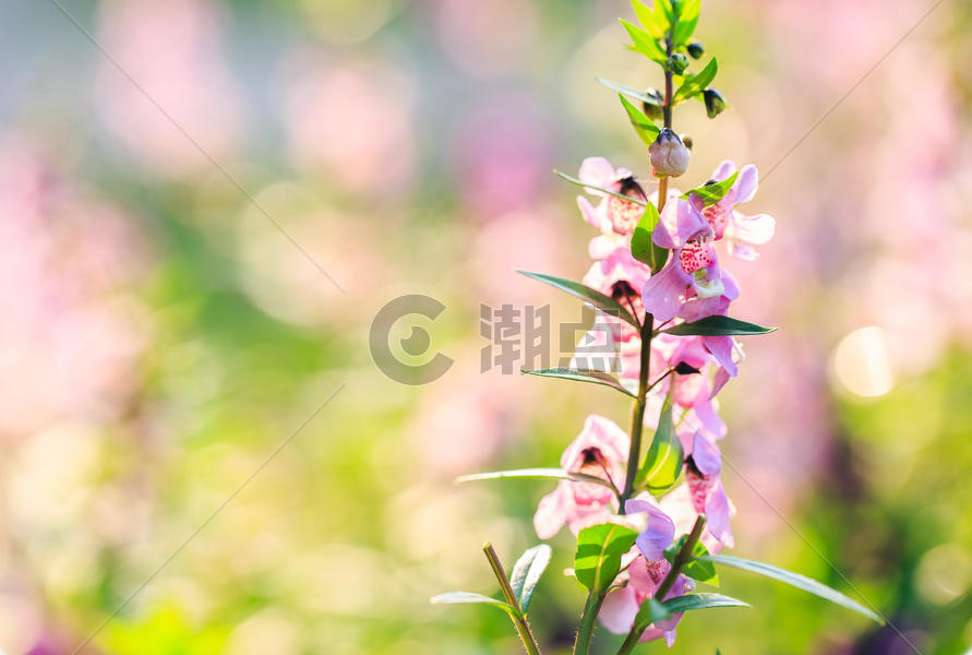 春天大自然盛开的鲜花图片素材免费下载