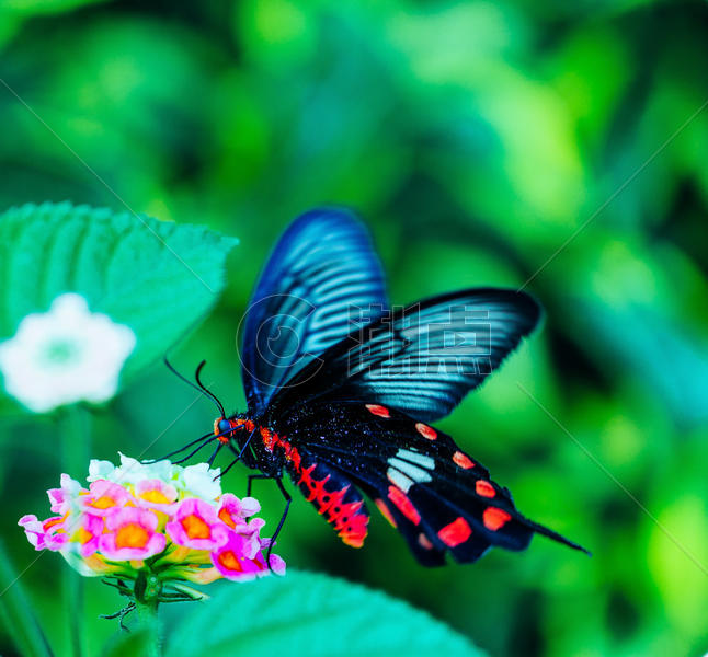 春天百花丛中飞舞的蝴蝶图片素材免费下载