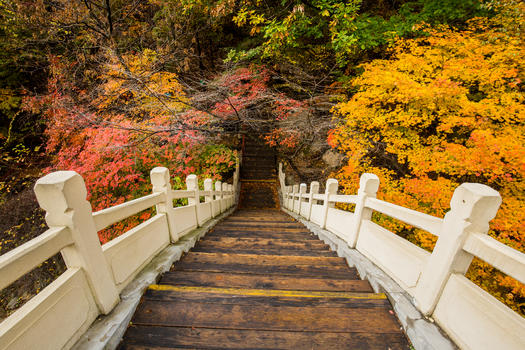 田沟桥国家森林公园桥头灿烂的枫叶图片素材免费下载