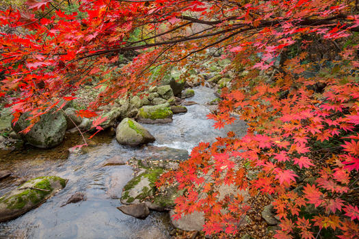 深秋灿烂的红叶与溪水图片素材免费下载