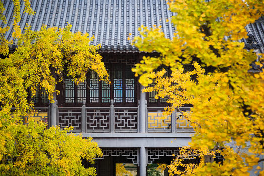 银杏下的南京毗卢寺图片素材免费下载