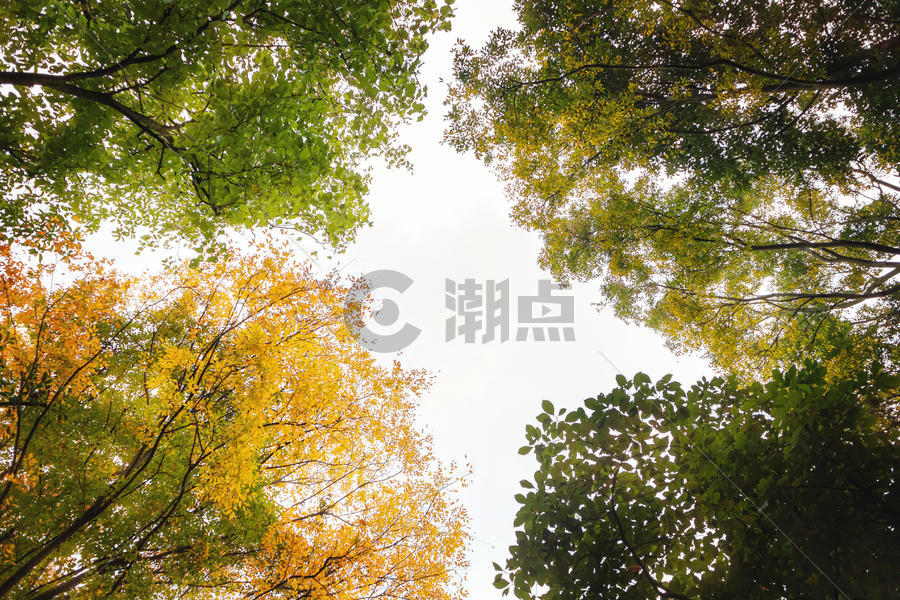 仰望秋天的树林图片素材免费下载