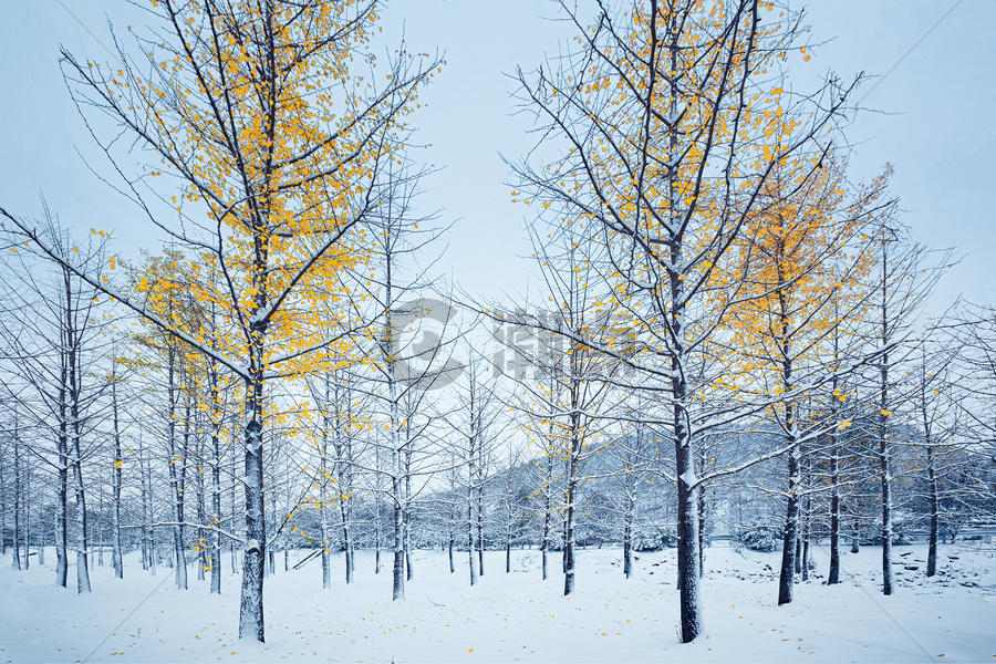 雪中银杏树图片素材免费下载