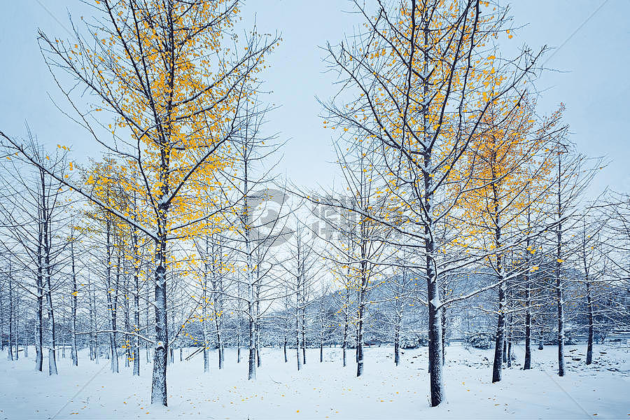 雪中银杏树图片素材免费下载