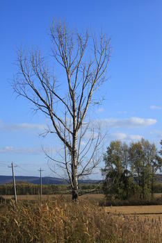 秋日里的一棵枯树图片素材免费下载