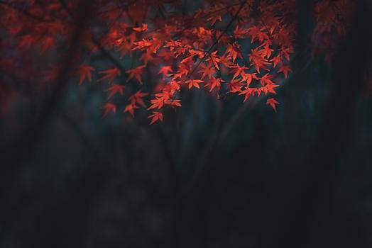 秋天枫叶情jpg图片素材