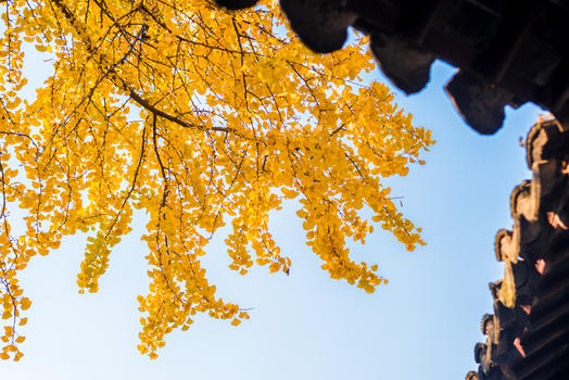 江苏南京园林秋色银杏树叶图片素材免费下载