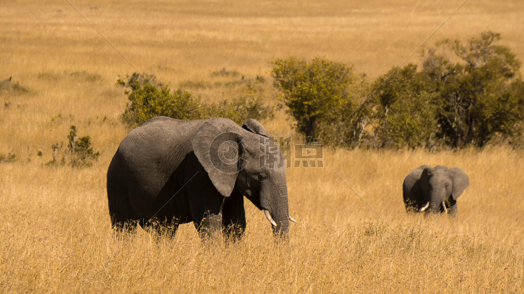 非洲肯尼亚马赛马拉的大象母子图片素材免费下载