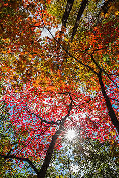 秋天火红的枫叶图片素材免费下载
