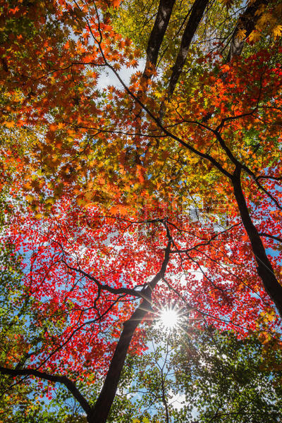 秋天火红的枫叶图片素材免费下载