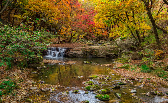 深秋森林公园里灿烂的红叶与溪水图片素材免费下载