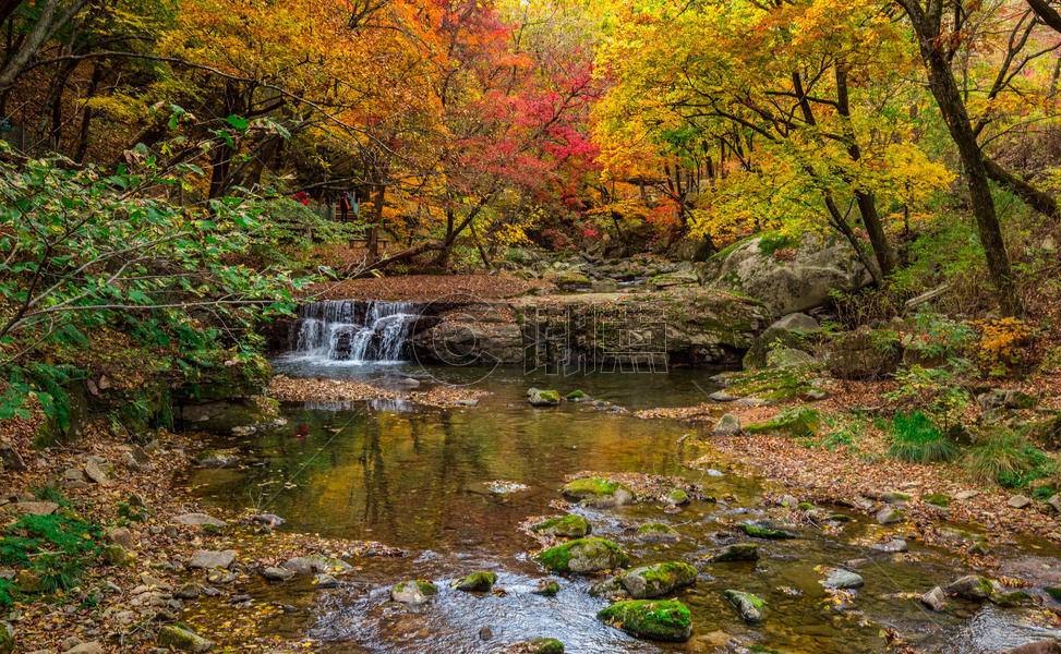 深秋森林公园里灿烂的红叶与溪水图片素材免费下载
