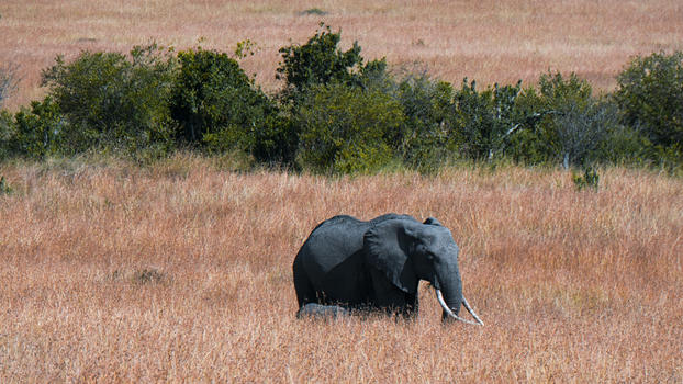 非洲肯尼亚草原上的一头小象图片素材免费下载