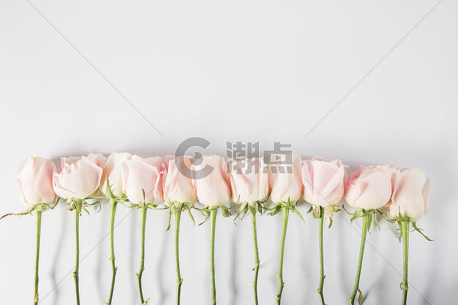 白底粉色玫瑰花图片素材免费下载