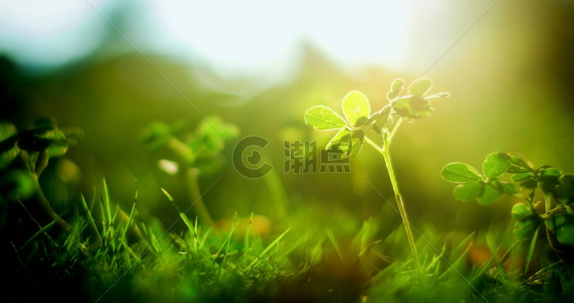 阳光照耀下的绿色植物图片素材免费下载