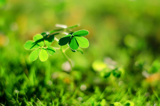 阳光照耀下的绿色植物图片素材免费下载
