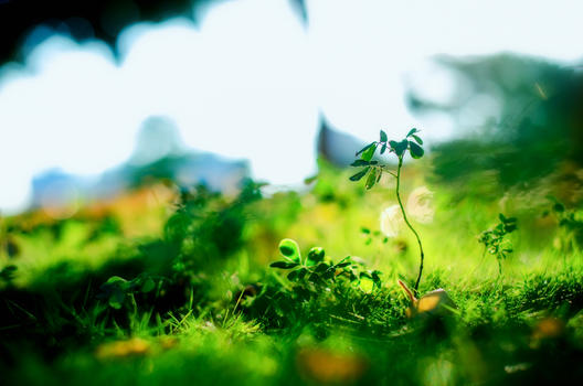 阳光照耀下的绿色植物图片素材免费下载