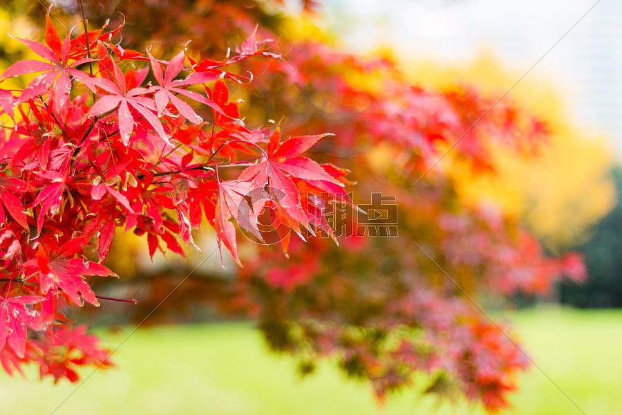 秋天的红色枫叶图片素材免费下载