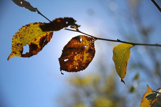 秋天的树叶逆光图片素材免费下载