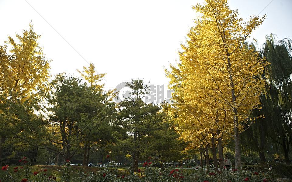 秋冬地坛公园里的枫叶银杏树木落叶景象图片素材免费下载