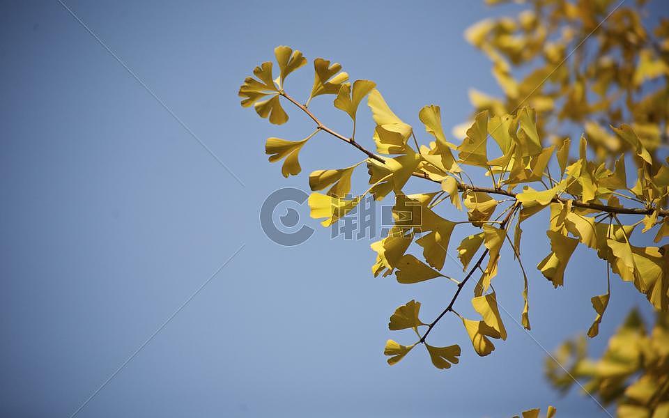 秋冬地坛公园里的枫叶银杏树木落叶景象图片素材免费下载