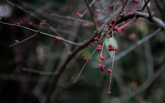 秋冬公园里的小树小花景象图片素材免费下载
