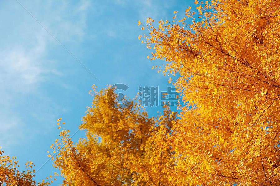 秋天的银杏树图片素材免费下载