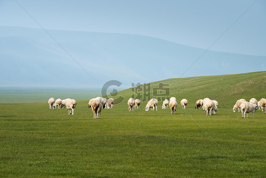 草原上吃草的羊群图片素材免费下载