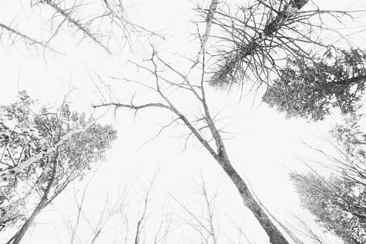 冬日的树木图片素材免费下载